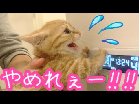 マンチカンの子猫がはじめてお風呂に入ったらまさかの顔から!?【前編】
