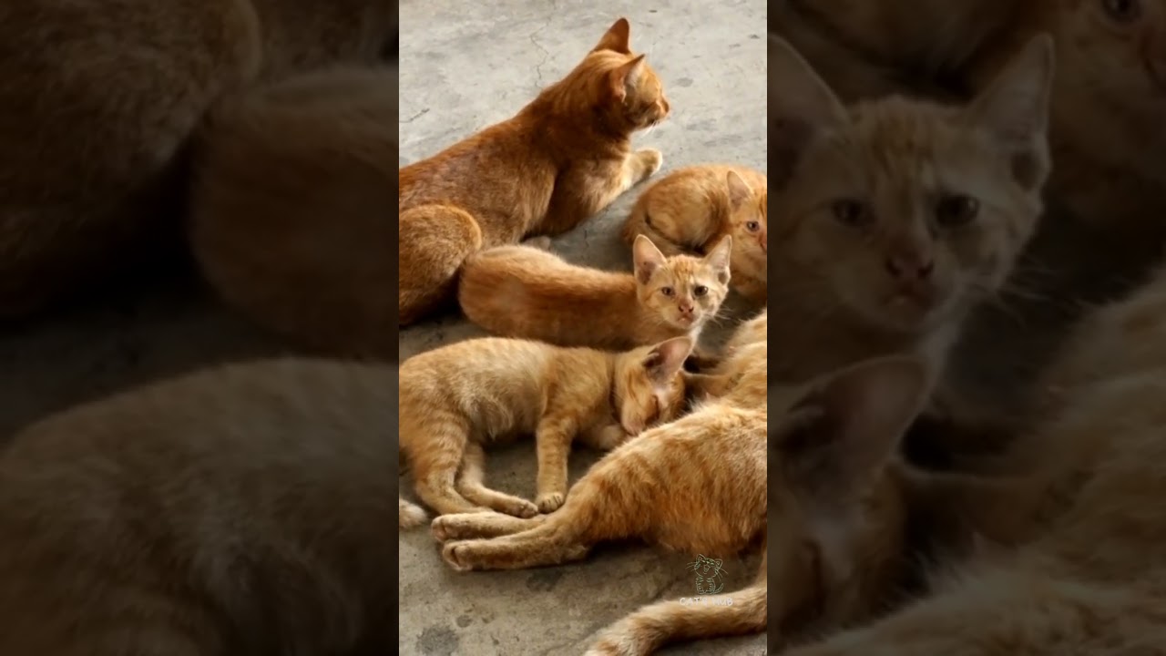 Brown Cats🐈❤️ | Cat Videos | Brown Cats Video | Cat's Hub #shorts #shortsfeed #browncat #cutecatshot