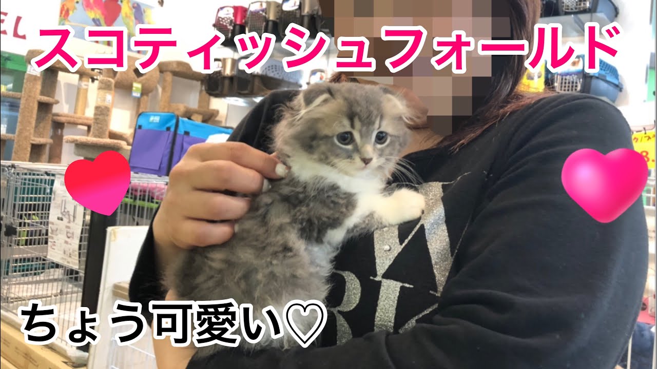 ペットショップにちょう可愛い子猫がいました♡スコティッシュフォールド、ブリティッシュロングヘアー