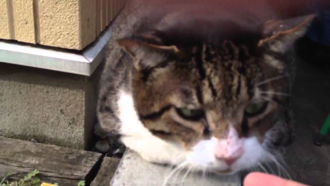 【デブ猫編】再び・・・
