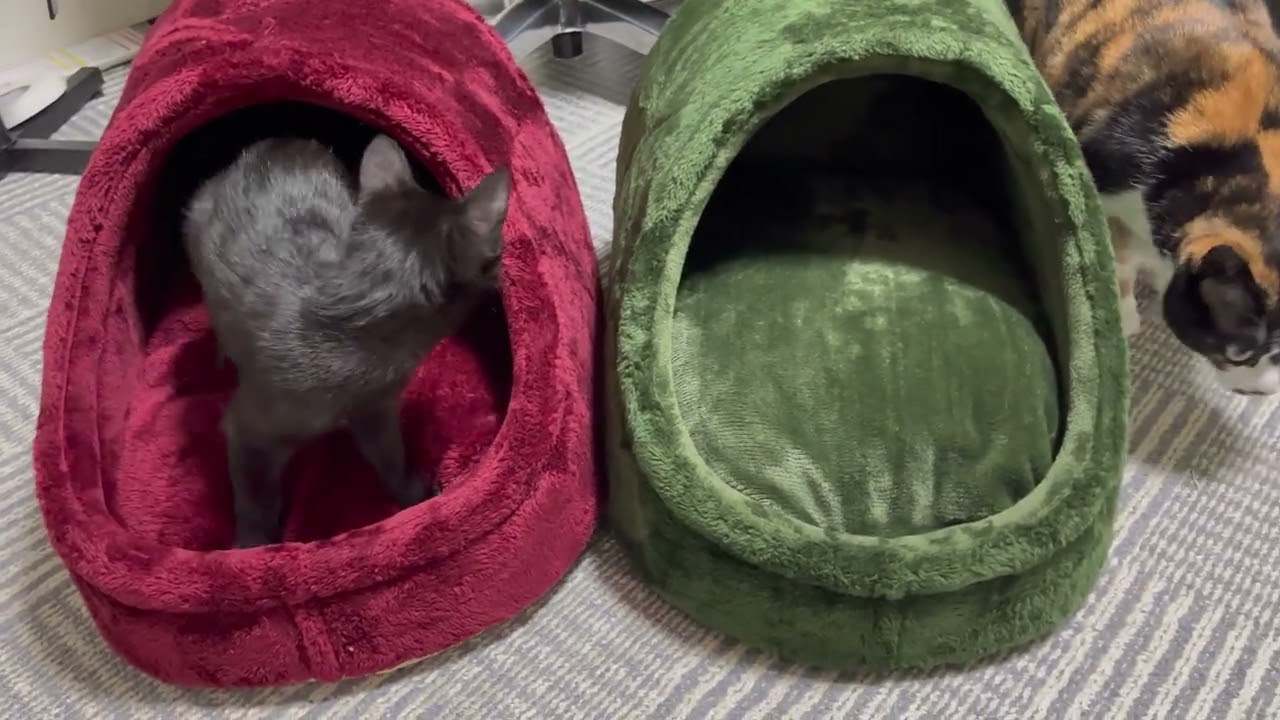 【黒猫、三毛猫】にゃんず：プレゼント企画！！【保護猫/日本猫/子猫】