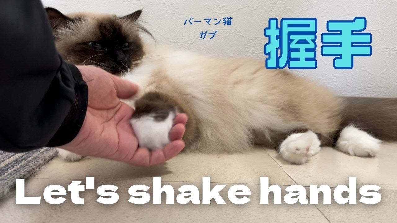 優しい性格のバーマン猫ガブは手を握らせてくれる【握手】Let's shake hands（バーマン猫）Birman/Cat