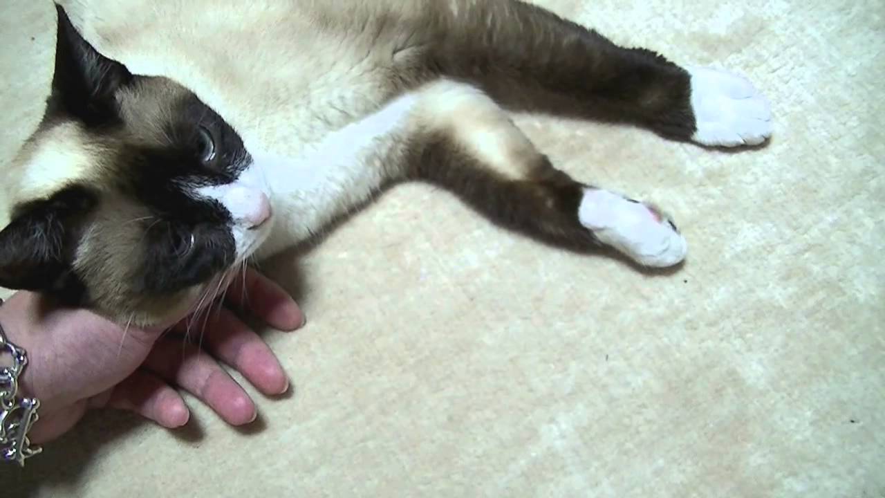 美味しそうなスノーシュー