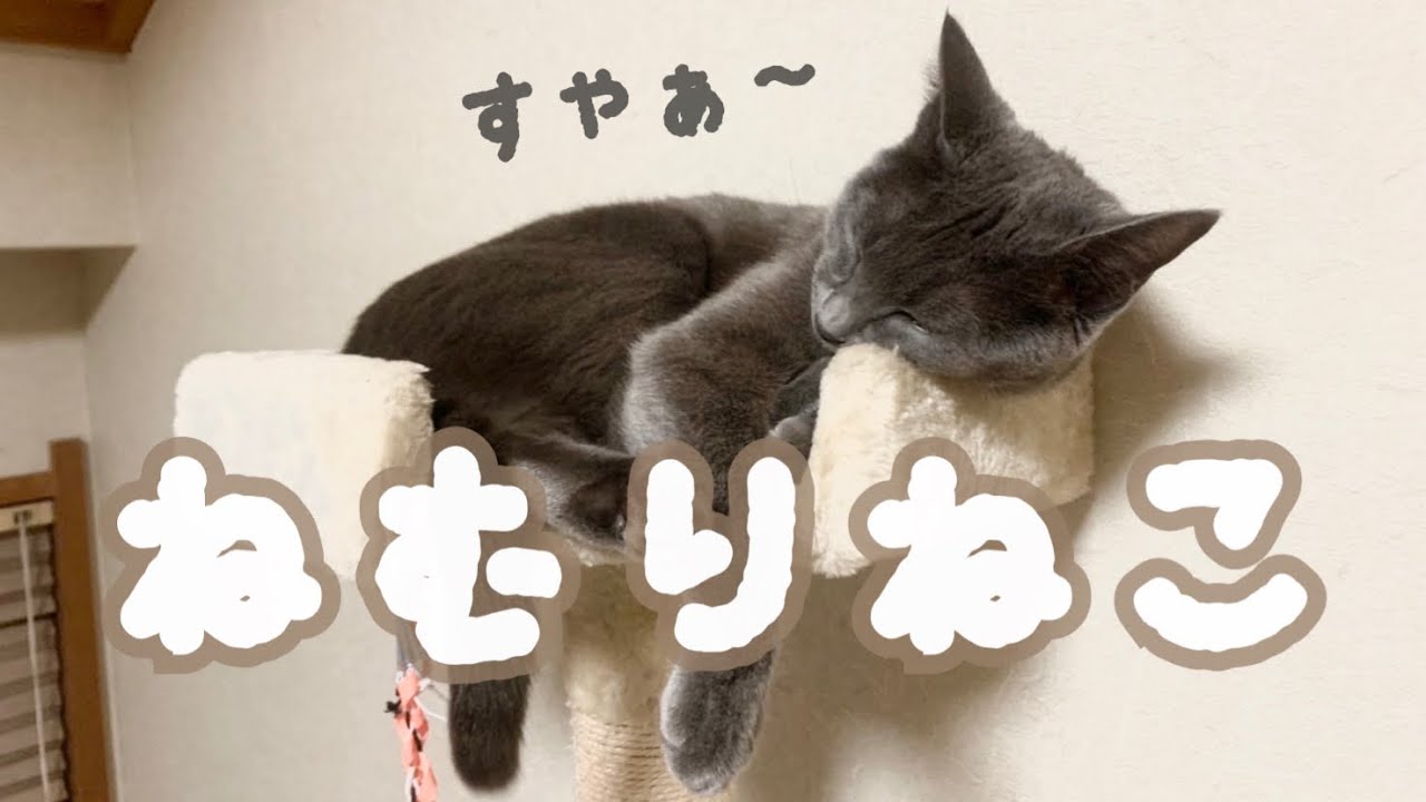 【猫】結局ここが1番落ち着くんです