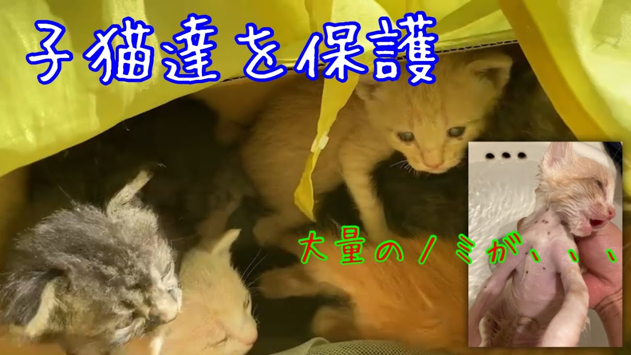 【保護猫】ノミも撃退！3匹の子猫達