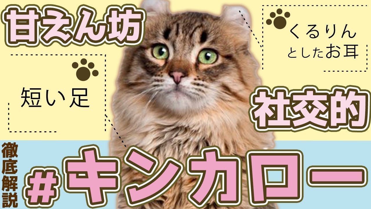 【根っからのヤンチャ坊主!!】キンカローの魅力をご紹介！飼いやすさや飼育時の注意点、病気や平均寿命を解説します！#10
