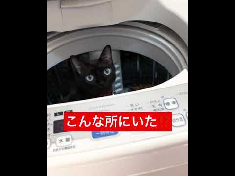 猫のバーミーズ ジルくんどこ行った？