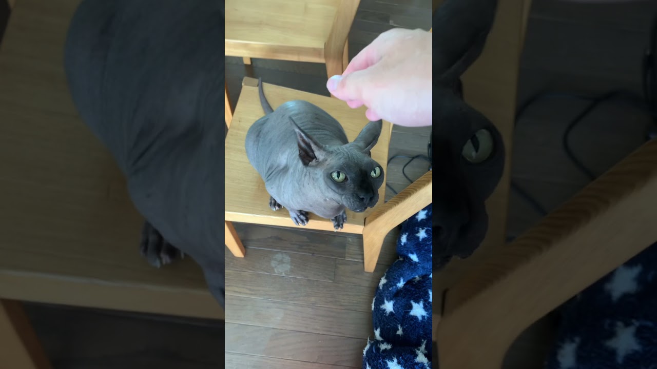 猫パンチしすぎて直立するスフィンクス猫