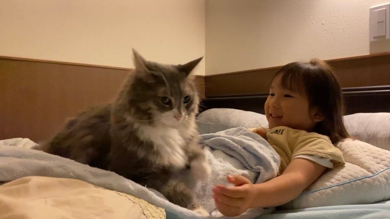 子供にも甘えるようになった猫　ノルウェージャンフォレストキャット　ラガマフィンA cat that is fond of children. Norwegian.Ragamuffin.