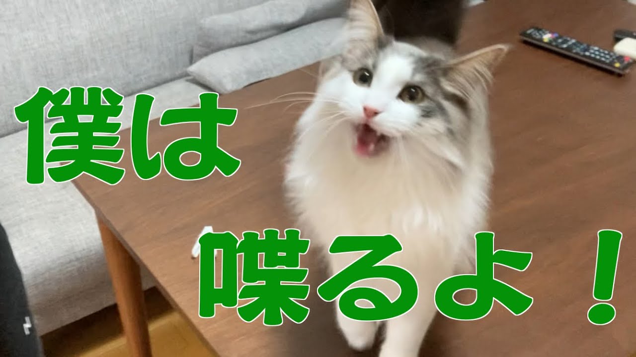 メインクーンは鳴かないってホント？【メインクーンの子猫】