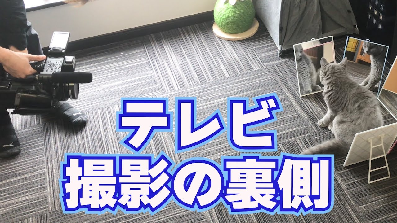 テレビ撮影の裏側を全部見せます！｜セルカークレックス｜ブリティッシュショートヘア
