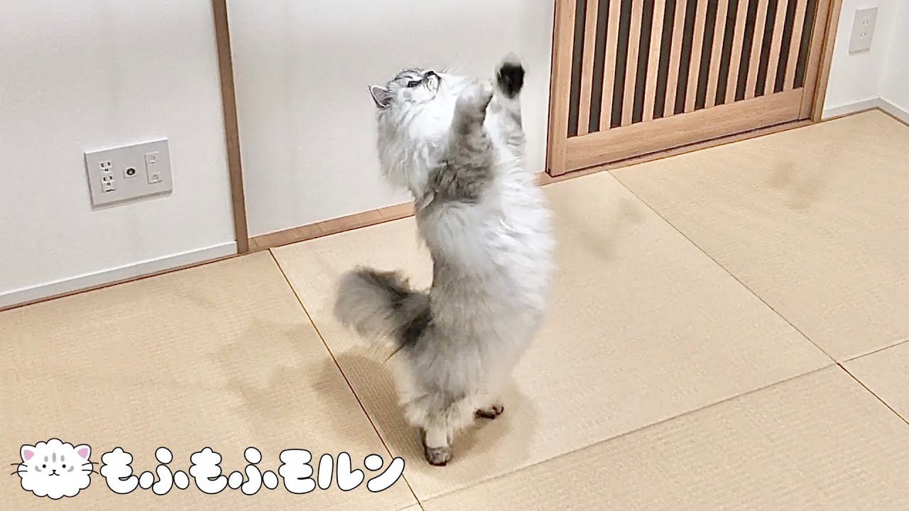 猫のジャンプ力を検証するつもりがまさかの…【サイベリアン】