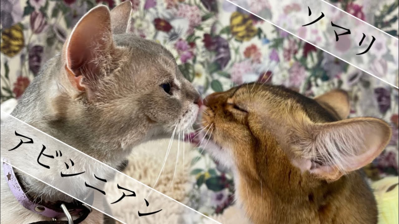 【アビシニアンの特徴/ソマリの特徴】アビシニアンの鳴き声が可愛過ぎた