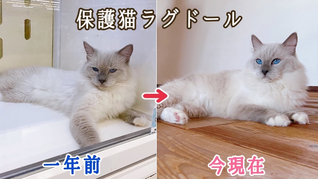 保護猫ラグドールの里親になって１年・・今までありがとう・・。【保護猫ラグドール】
