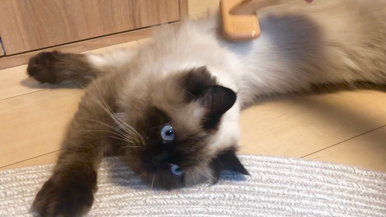 【ヒマラヤン】ぐーたら猫のブラッシング【長毛種】