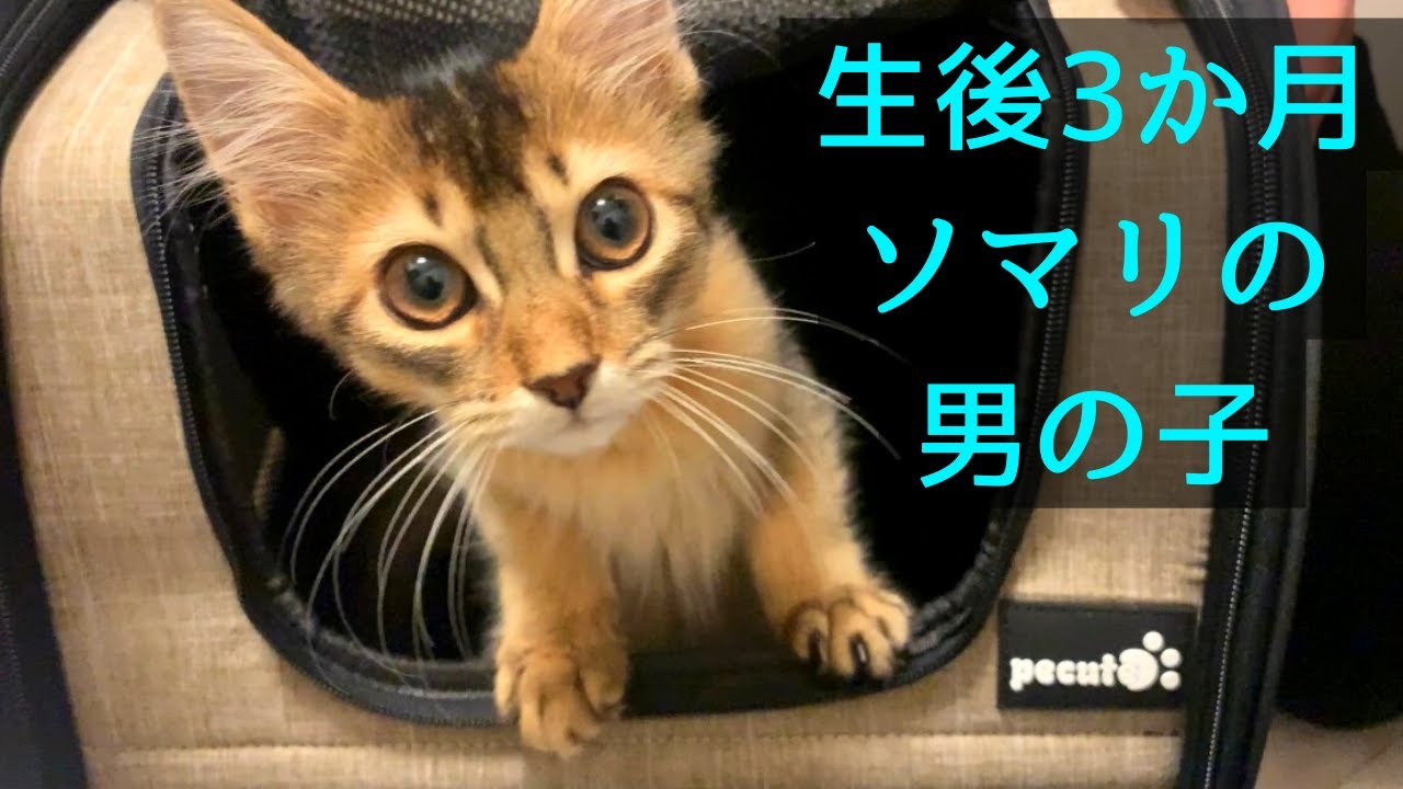 ソマリの子猫がやって来た！初めての多頭飼いは波乱の幕開け？　＃1