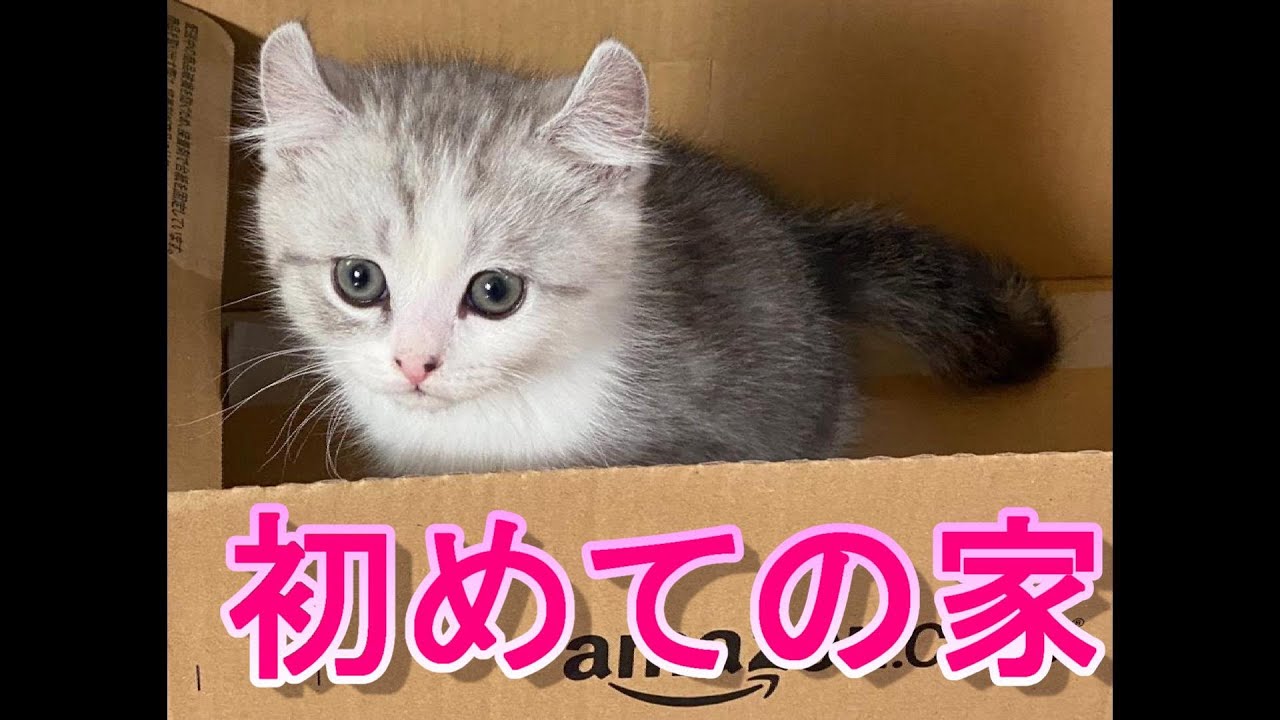 【初めての家】生後2か月のアメリカンカールを我が家に迎え入れました!!【アメリカンカール】We welcomed two months old American Curl to our house!