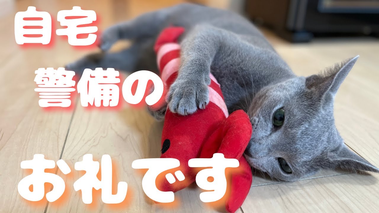 この日のために『大好物の例のブツ』用意しましたよｗ【ロシアンブルー】