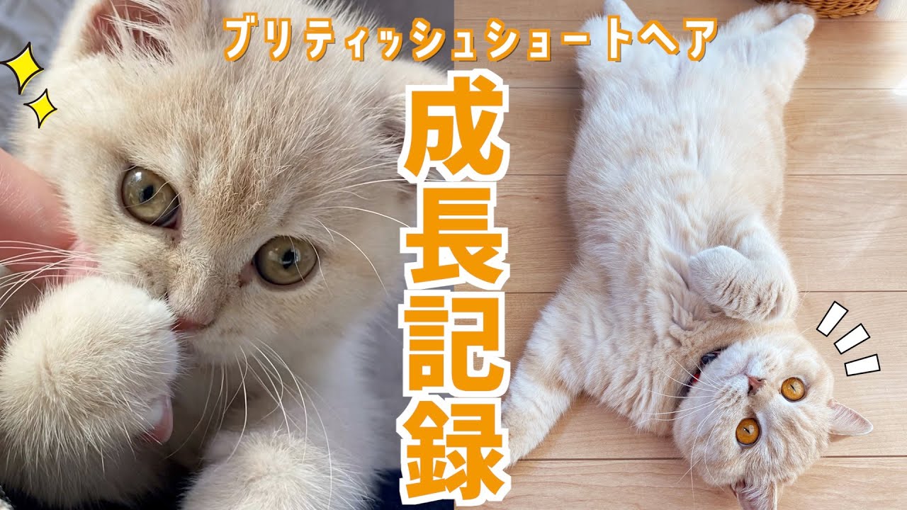 ブリティッシュショートヘアの成長が目覚ましい！子猫から成猫へ