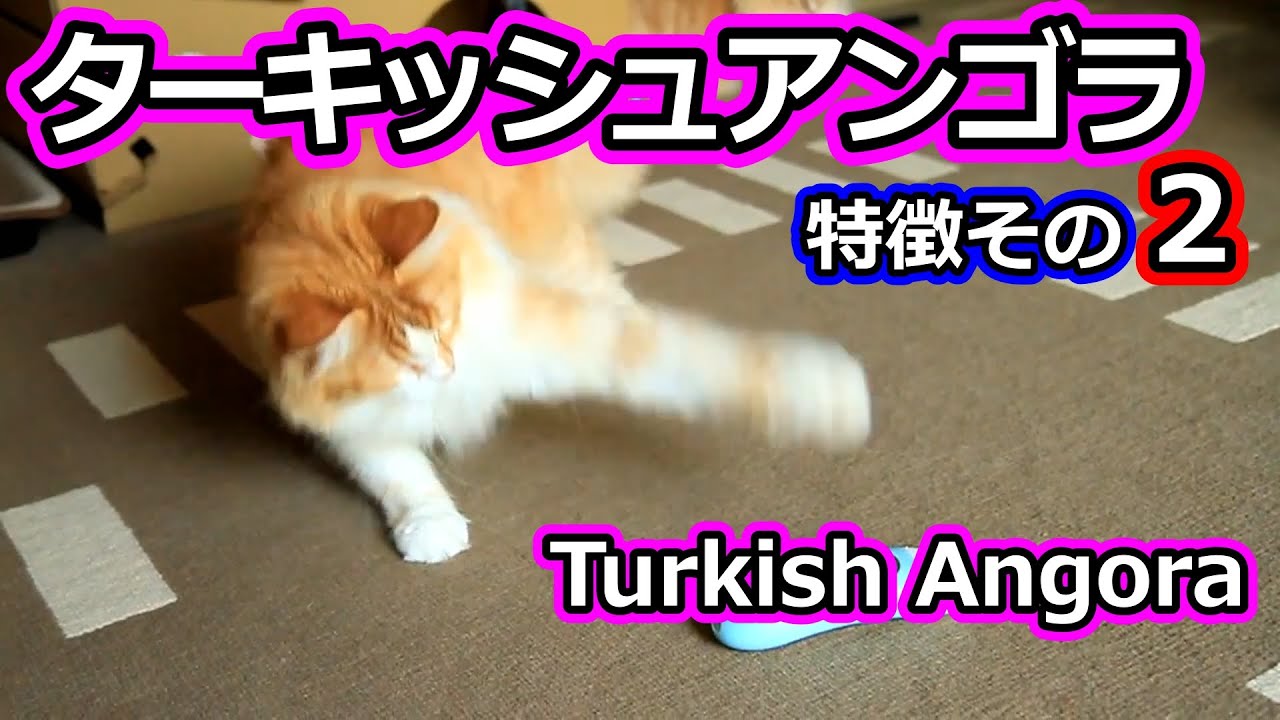 トルコの国宝　ターキッシュアンゴラの特徴その２／Turkish Angora