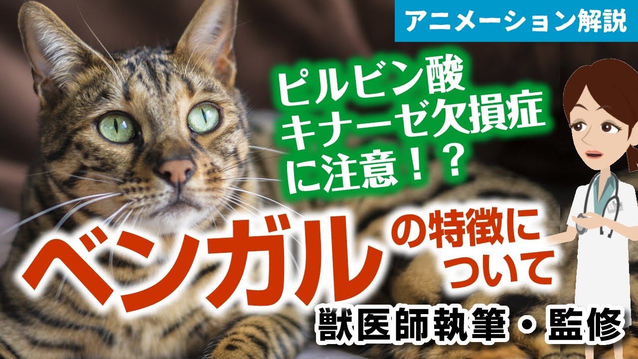 ベンガル猫の特徴や気を付けたい病気など【獣医師執筆監修】
