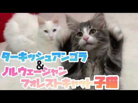 【子猫💖】ターキッシュアンゴラとノルウェージャンフォレストキャットの子猫の絡みが可愛すぎ♡