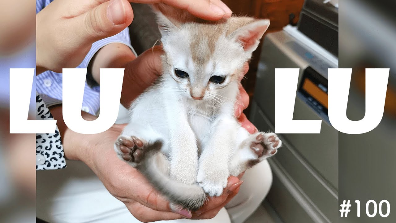 120秒でわかる！シンガプーラのルル