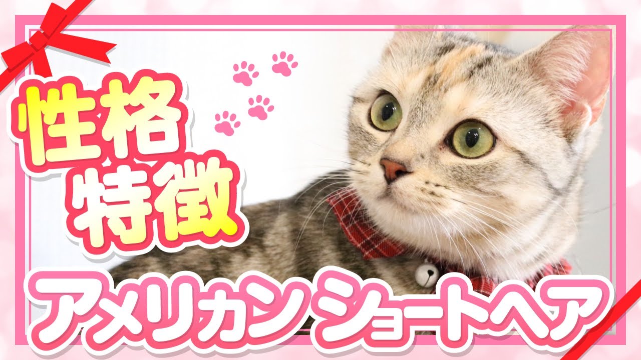 飼ってみて分かったアメリカンショートヘアの性格や特徴を紹介！【アメショーってどんな猫？】