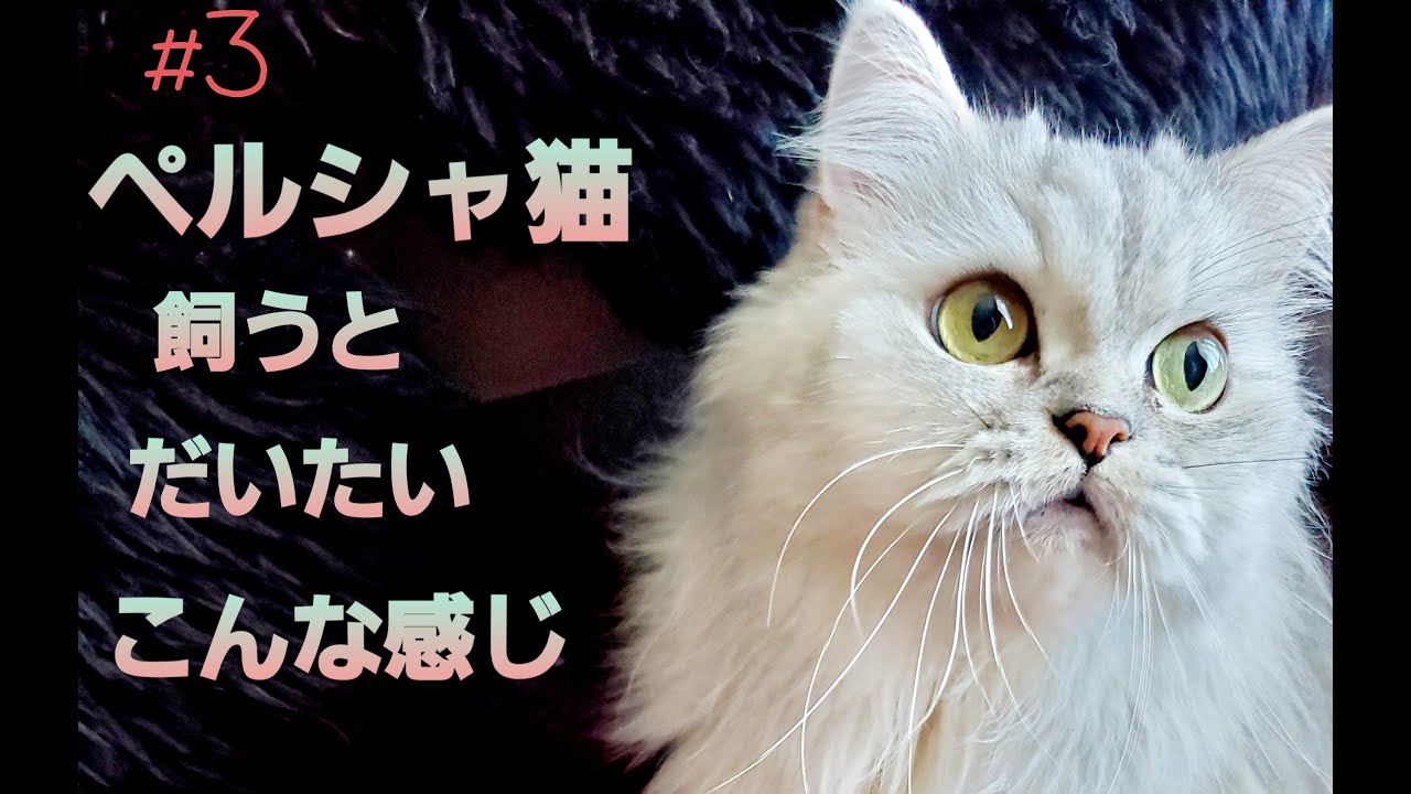 【ペルシャ猫】【癒しの天使】甘え上手なねことの暮らし