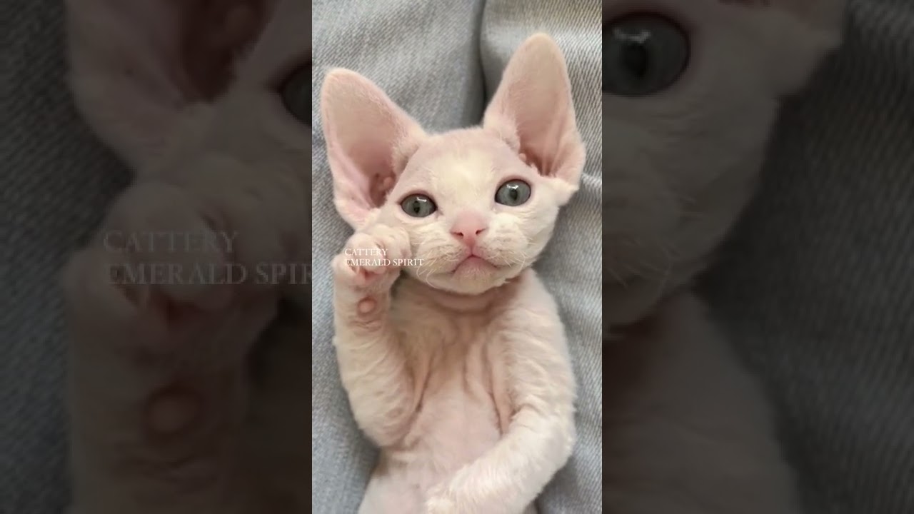 デボンレックス  女の子