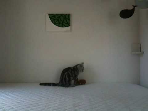 アメリカンショートヘアのおむすびくん「遊びの時間です」