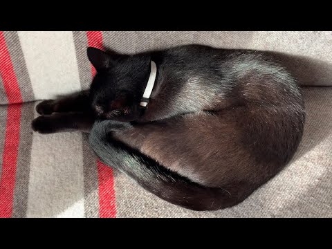 寝姿が可愛い猫に癒される！黒猫ボンベイBlack bombay cat