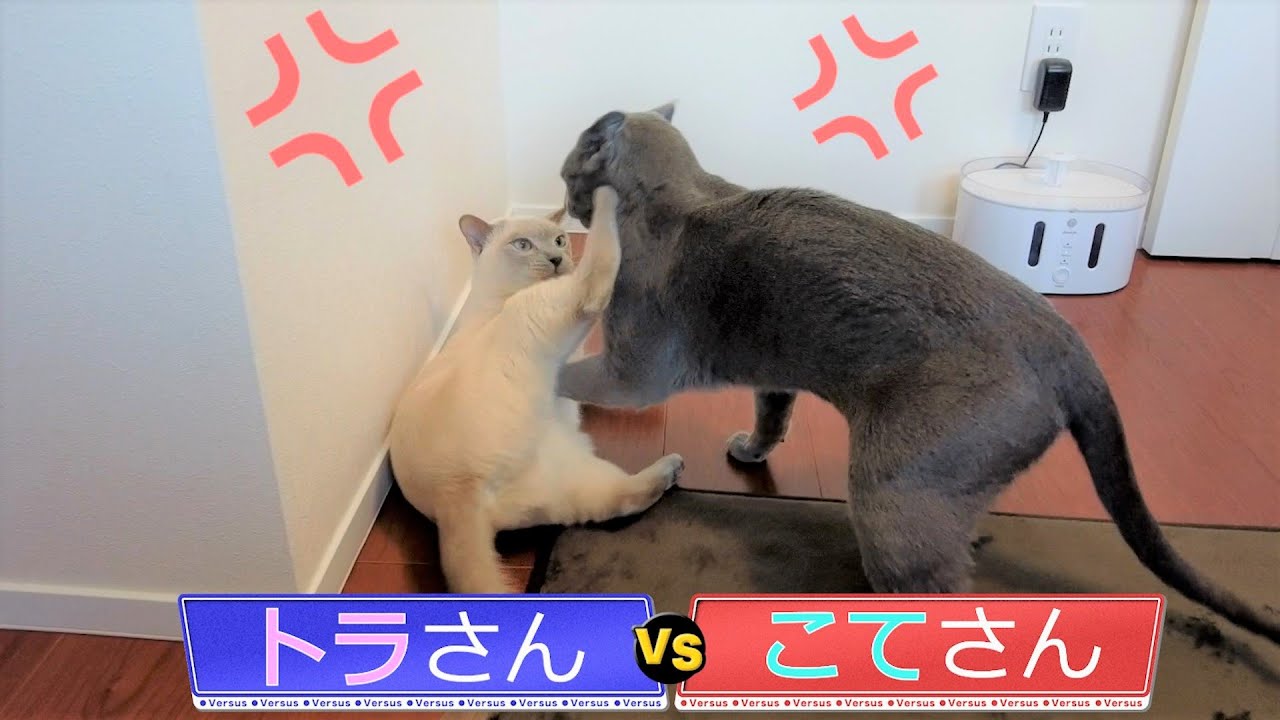 【ロシアンブルーVSトンキニーズ】最後はシェルターに避難する弟猫（＃10）