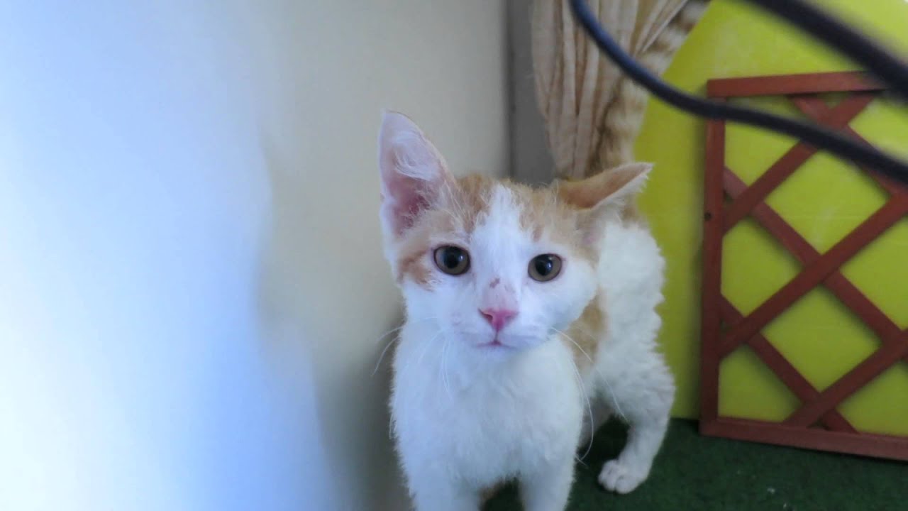 子猫販売京都　ウノペットサービス　スクーカム 2013.10.17生♂