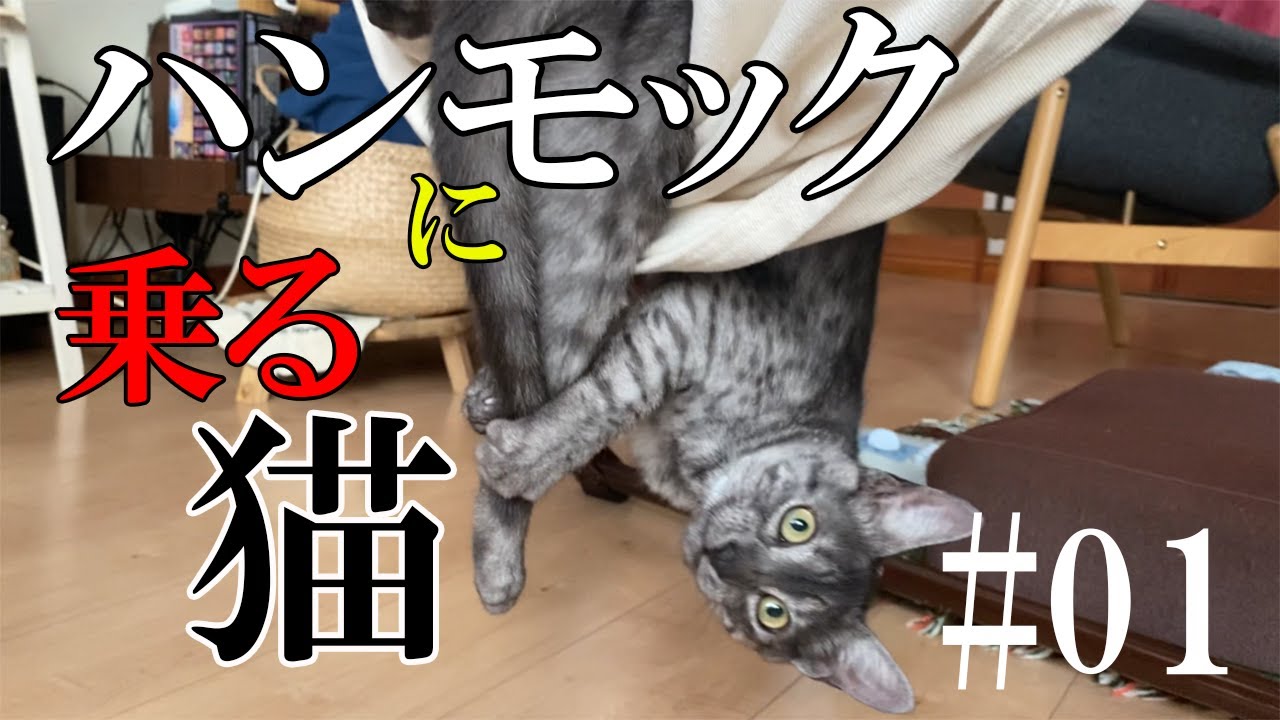 ハンモックが好き【ボ～ッと見る猫動画エジプシャンマウ】