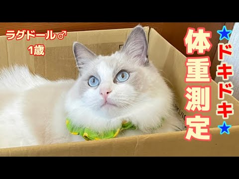 【ﾄﾞｷﾄﾞｷ体重測定】少食さんのラグドール♂1歳 【定期】【大型猫種】
