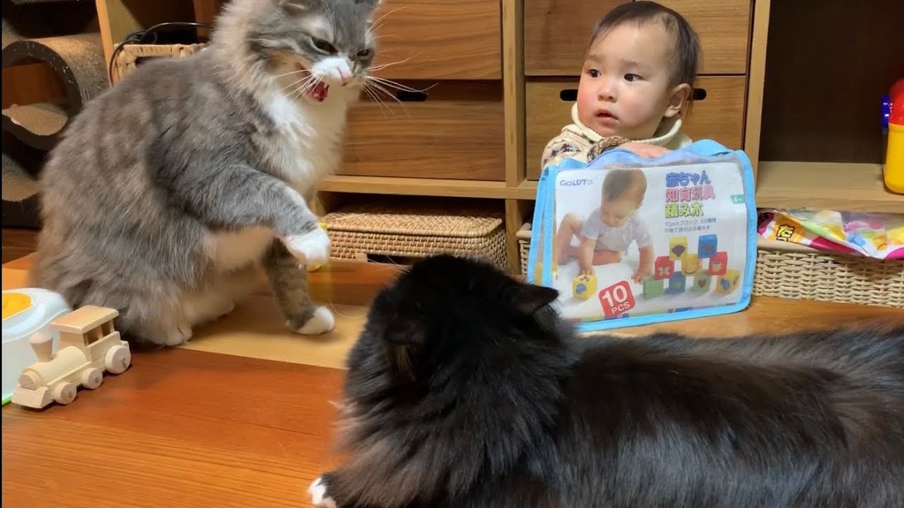 本気の怒りを娘に見せつける猫　ノルウェージャンフォレストキャット　Cat showing serious anger