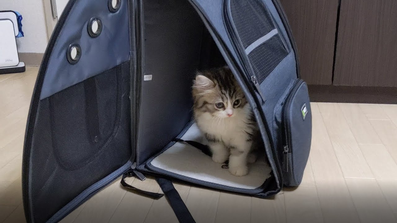 2ヶ月のスコティッシュフォールドのモフモフ子猫がやって来た
