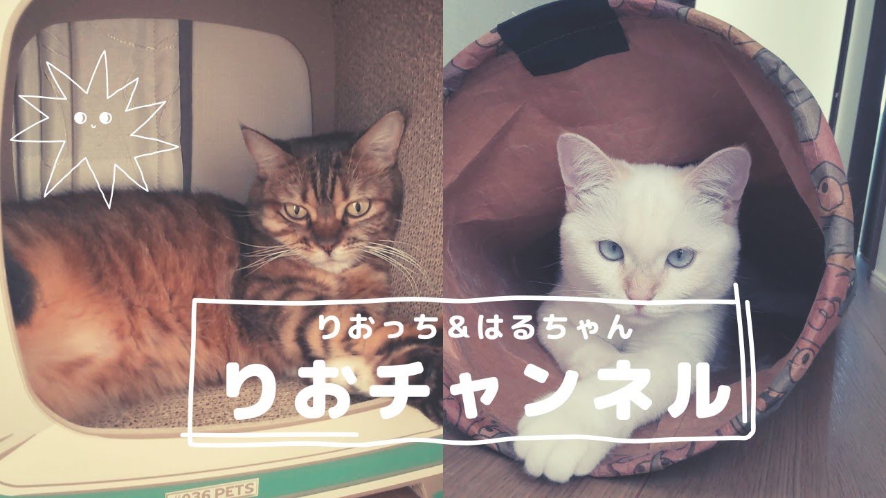 りおチャンネル　りおっち/オシキャットとはるちゃん/ミヌエットの紹介　 猫動画