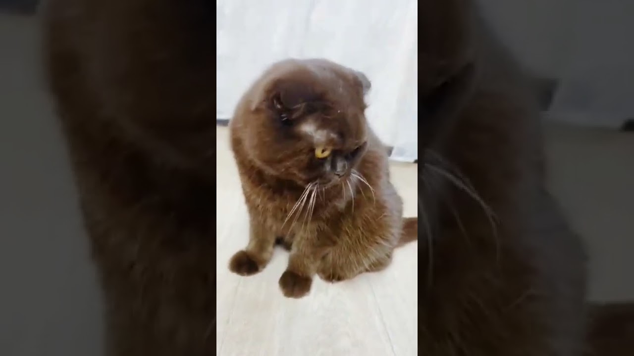 Scottish Fold Brown Cat Potato 💥 #shorts