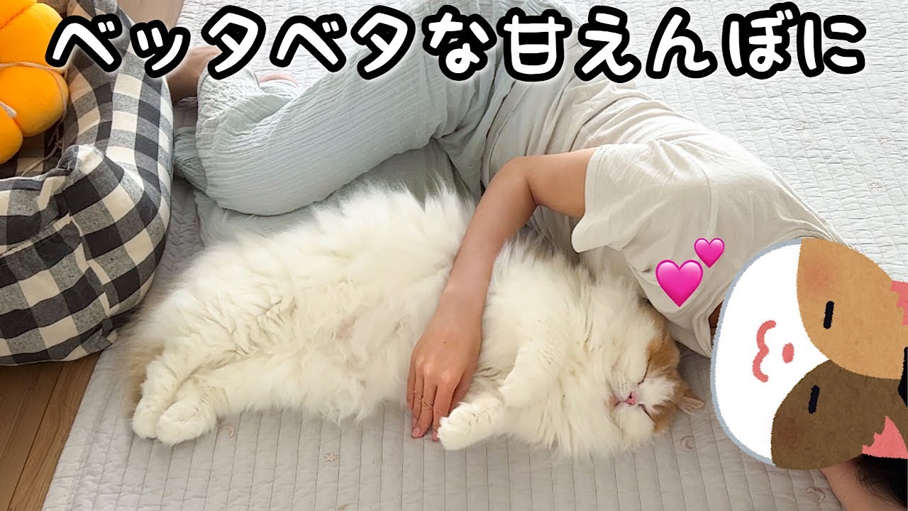 1週間ぶりに再会したらツンデレ猫の甘えんぼうが止まらなくなりました！