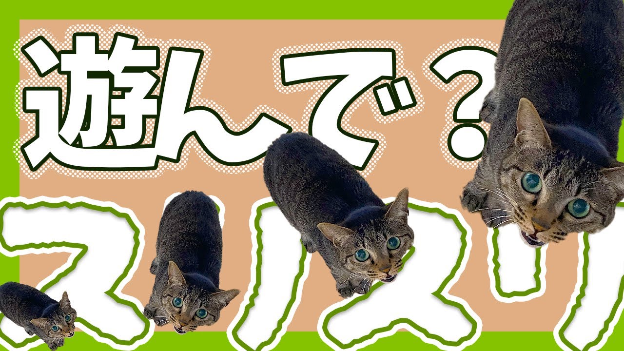 遊んでほしくてスリスリしちゃう猫/キジトラ猫/日本猫