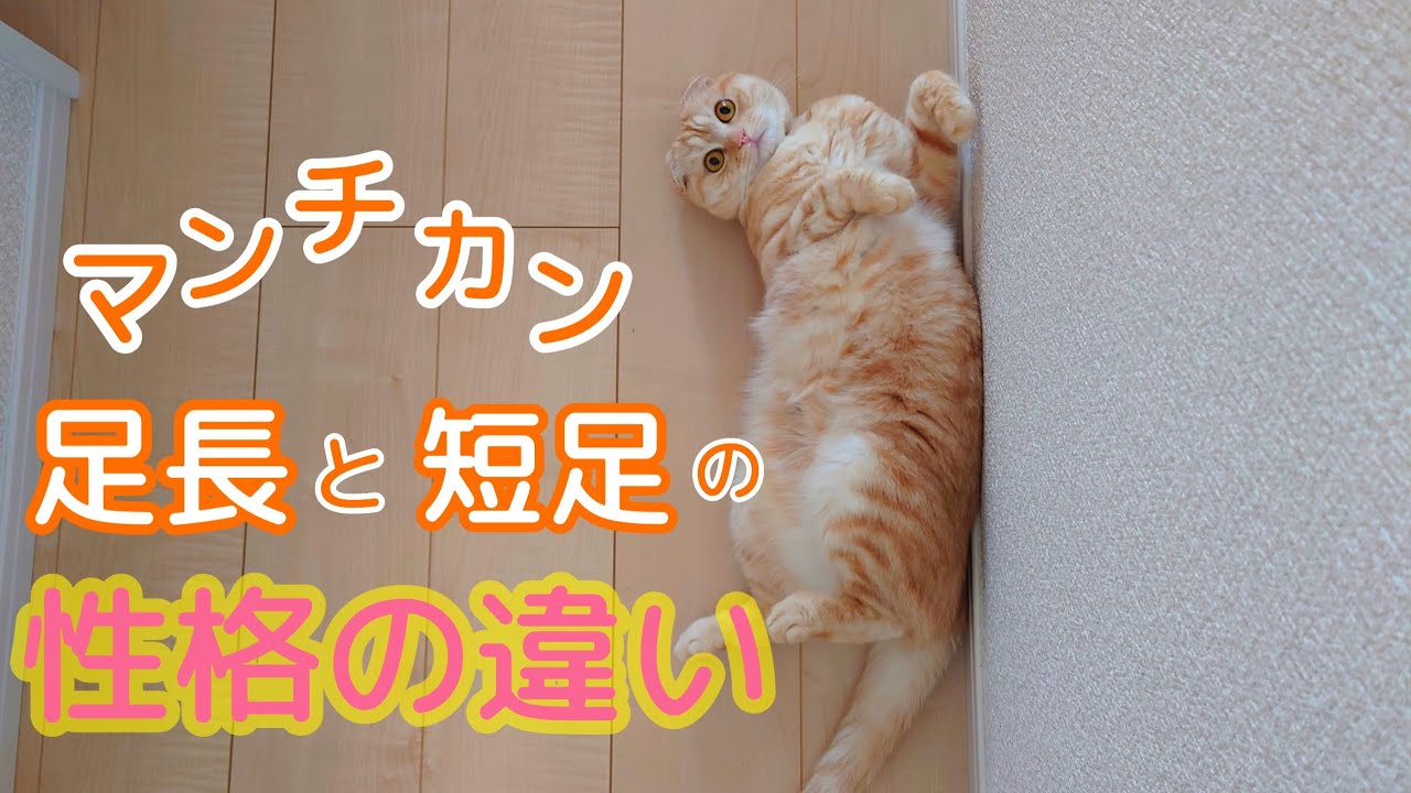 短足マンチカンと足長マンチカンの性格、寿命、身体能力、病気、価格の違い【足長マンチカンの闇】