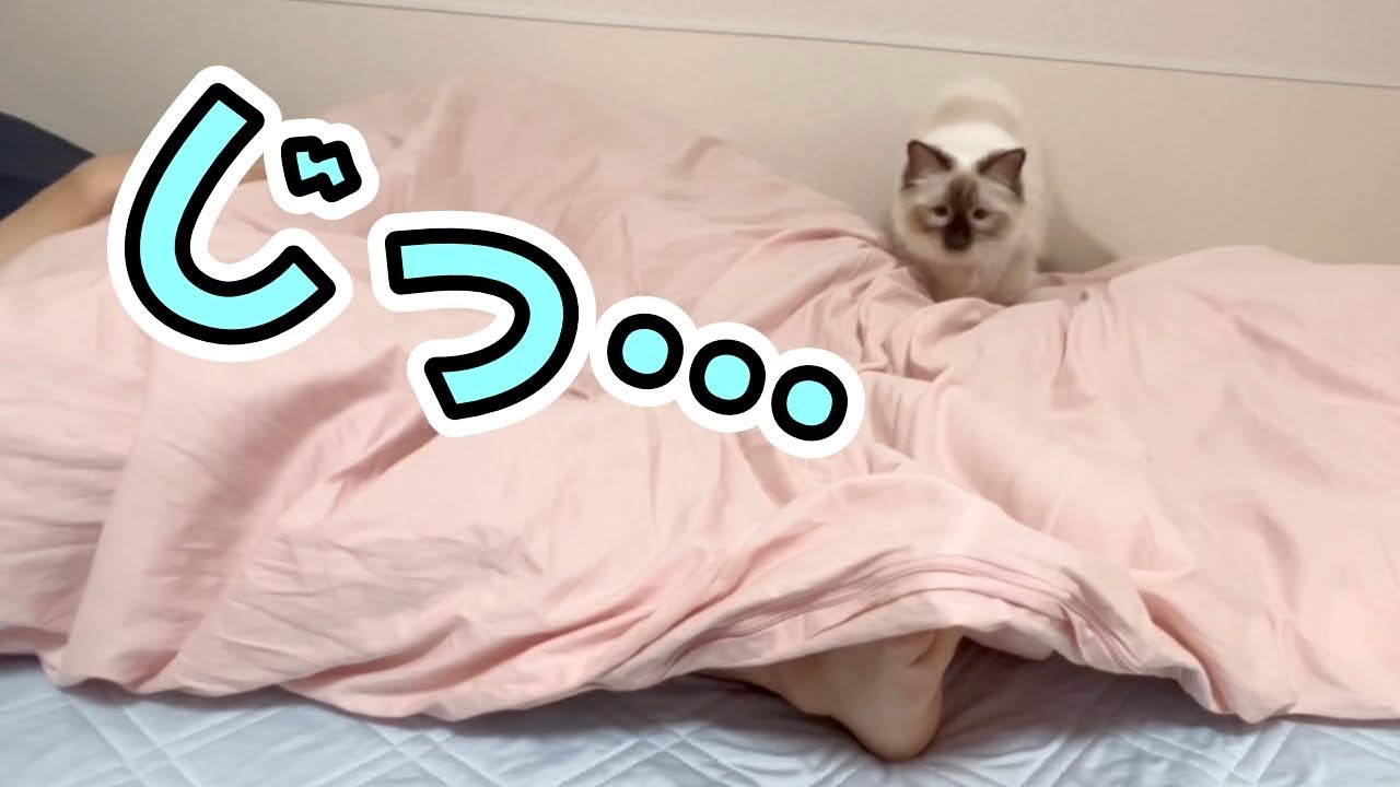 足とバトルする猫がいろんな意味で強かった【バーマン】