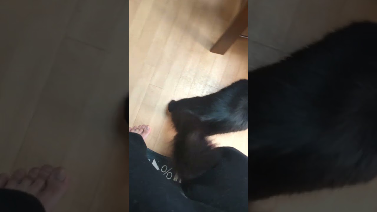 甘えたくて立ち上がる子猫。A kitten standing up wanting to be spoiled.