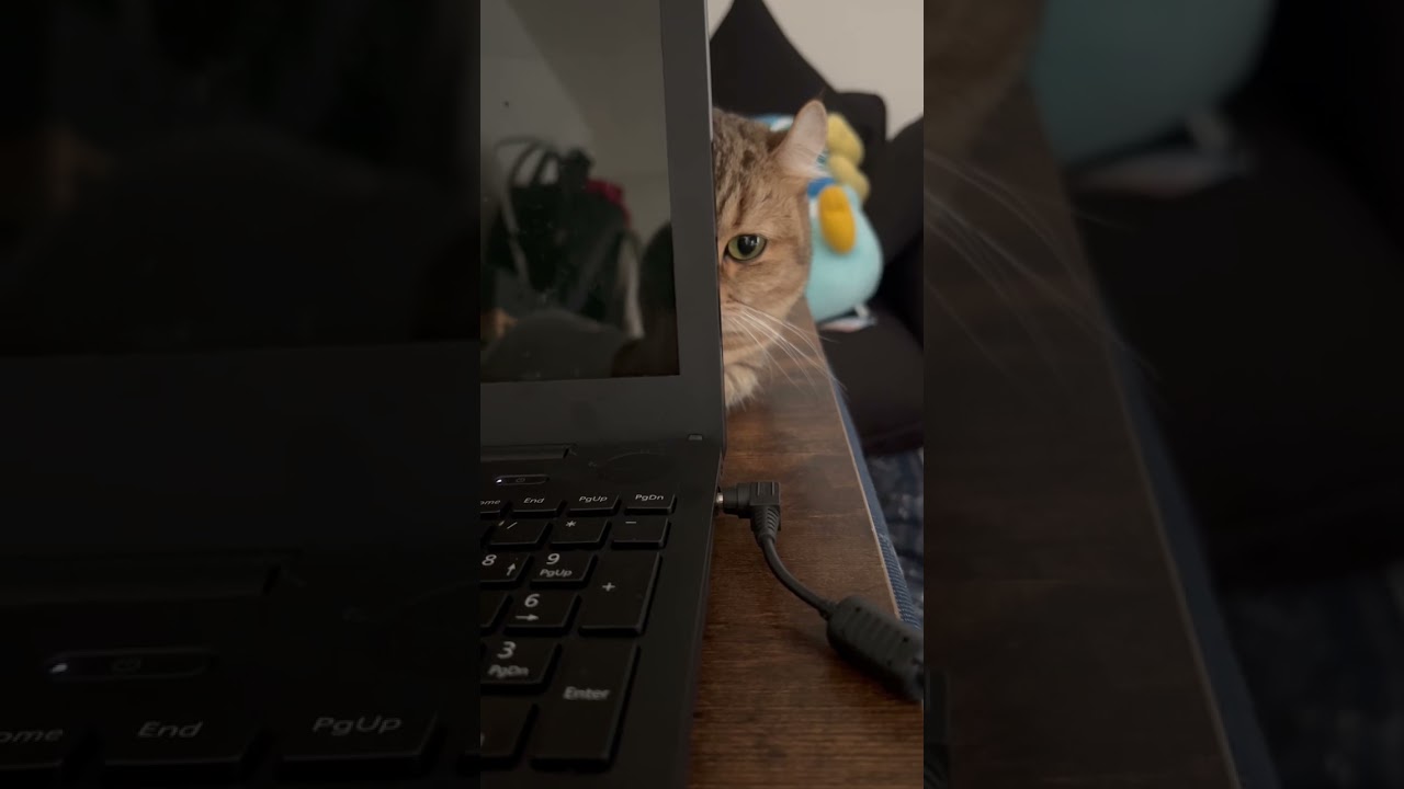 隙間からそっとにらみつける猫