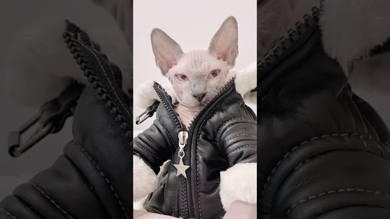 なんでも着こなすスフィンクス猫のスルタン