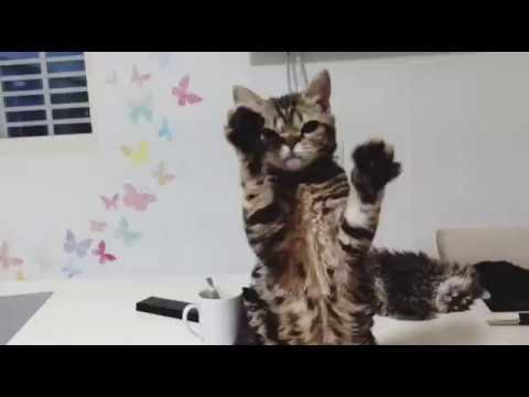触ってくれ！Lub me please!! available SelkirkRex kittens