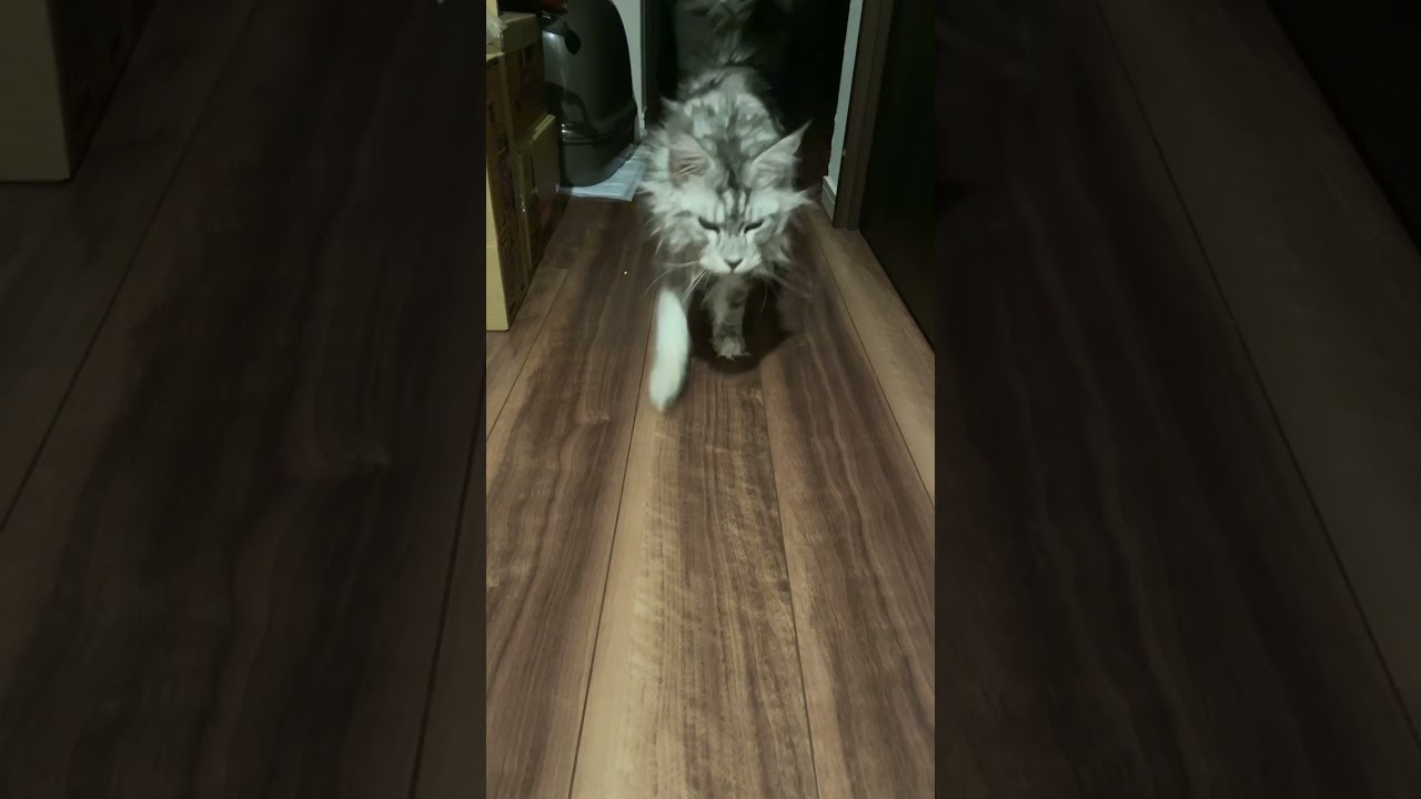 【メインクーン】暗闇から悠々と現れる、寝ぼけ気味のでかい猫が頭突きして甘えてくるから、かわいい #shorts