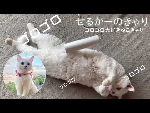 オッドアイの白猫　セルカークレックスのきゃりたんはコロコロに夢中